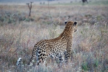 AFRICA