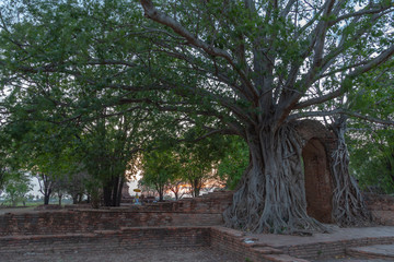 amazing root of banyan tree hold the old ancient door for long time in Ayutthaya period. the door of time is.a famous landmark in Ayutthaya