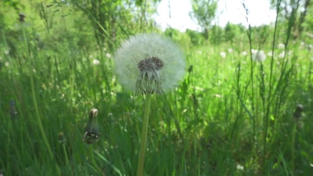 Dandelion in the Meadow moving with the Wind