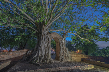 amazing root of banyan tree hold the old ancient door for long time in Ayutthaya period. the door of time is.a famous landmark in Ayutthaya