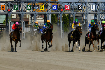 race horse