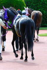 race horse