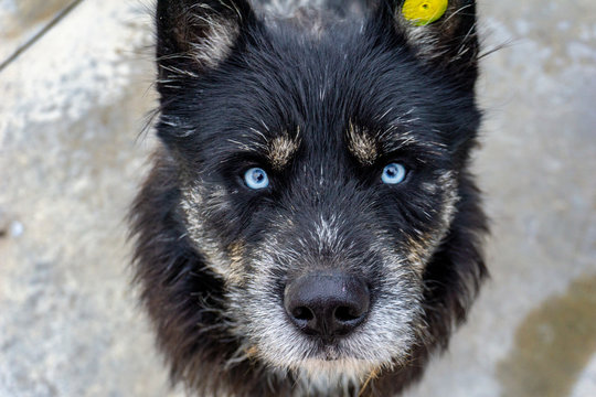 Blue eyes of a stray homeless wolf