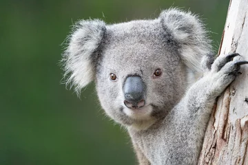 Foto op Canvas jonge koala © Adam