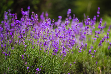 Soft focus on lavender flower, beautiful lavender flower