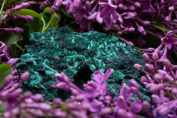Obraz premium Dark green fibrous Malachite cluster from Shaba Province, Zaire, surrounded by purple lilac flowers.