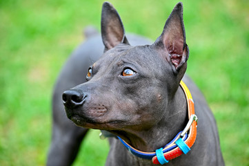 American Hairless Terriers dog close-up portrait with colorful collar on blurred green lawn background 