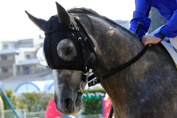 portrait of a horse