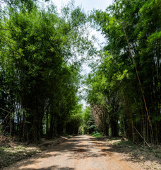 a road through a bamboo forest 