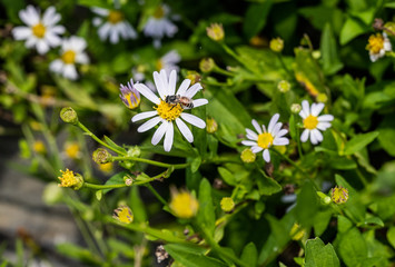 a bee on a daisy flower in a green meadow