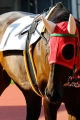 horse in harness