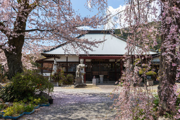 Fototapeta na wymiar 桜と寺
