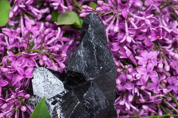 Morion Smokey Quartz with Chlorite surrounded by purple lilac flowers.