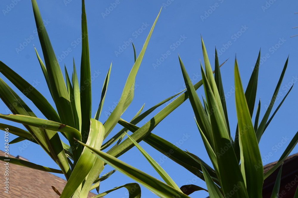 Wall mural palm tree