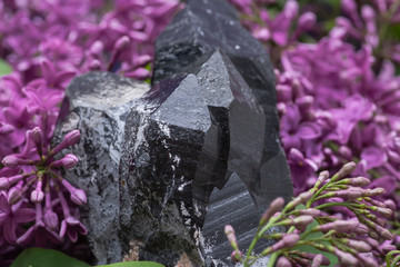 Morion Smokey Quartz with Chlorite surrounded by purple lilac flowers.