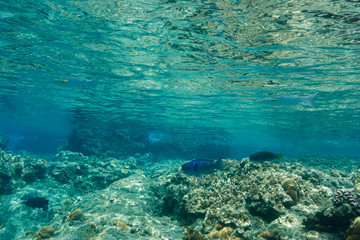 海中公園のサンゴ礁　小笠原