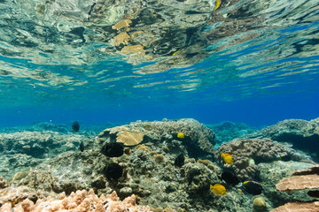 Fototapeta na wymiar 海中公園のサンゴ礁　小笠原