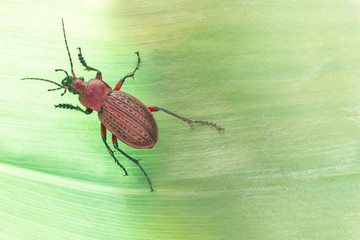 Ground beetle on a bright green leaf.