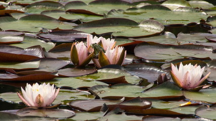Seerosen mit grünem Frosch © Colorpicks