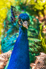 Close up view of The Indian peafowl or blue peafowl (Pavo cristatus).