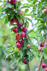 ripe red plums fruit on a tree branch in the orchard