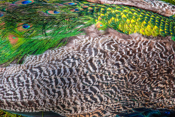 Close-up of Indian peacock feathers or blue peacock feathers (Pavo cristatus).