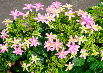 中島川公園のアジサイ「ダンスパーティ」（長崎市）