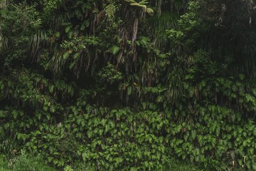 Fototapeta premium Foliage wall of a river bank