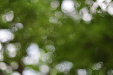 Fototapeta premium forest