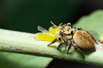 a spider hunted a bug on a leaf