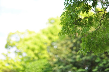 green leaves of a tree