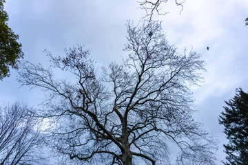 Naked branches of a tree against blue sky