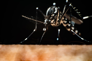 mosquito sucking blood
