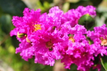 Obraz premium Pink flowers reflect the morning sun. Tabak flowers