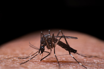 mosquito sucking blood