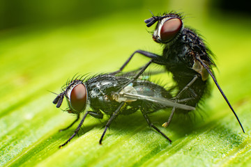 mating flies on leaf