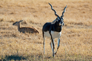 Blackbuck