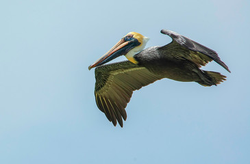 Brown Pelican In Flight