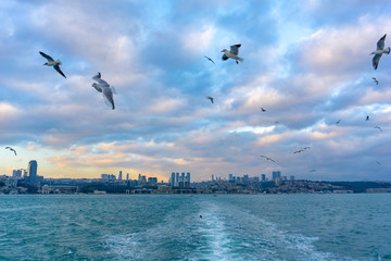 Fototapeta na wymiar Seagulls over the sea