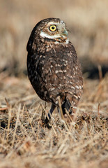Burrowing Owl