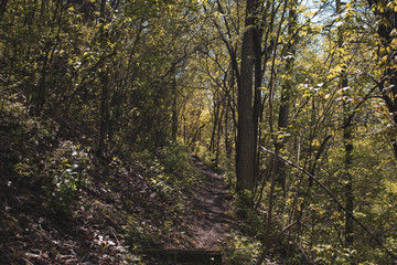 A small hiking trail in Lowden state park.