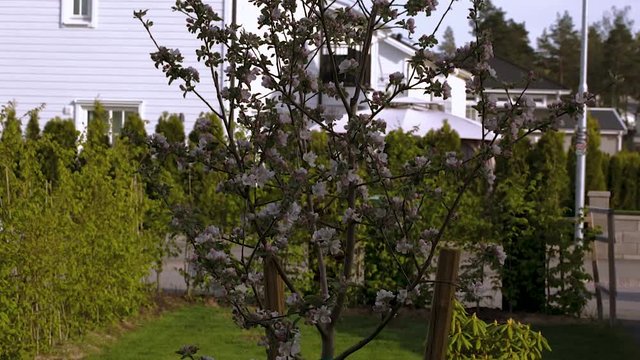 Beautiful view of front yard of private garden.. Gorgeous pink and white blooming apple tree on  background. Beautiful nature backgrounds.