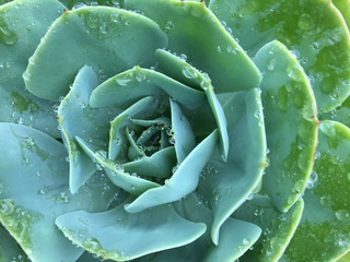 Green succulent plant, rosette flowers, natural background