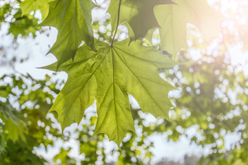 Large maple leaf growinng on the tree