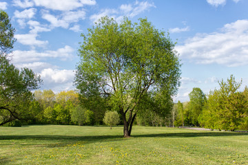 Idyllic landscape with meadow on sunny summer day