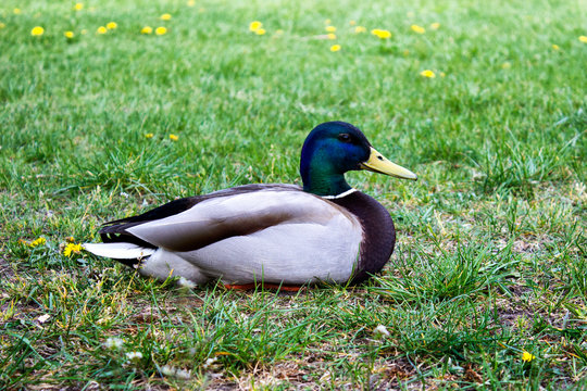 Water duck sitting on green grass