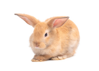 Orange-brown cute baby rabbit isolated on white background. Lovely young rabbit sitting.