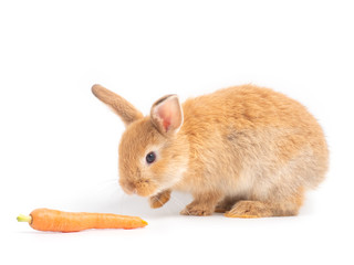 Orange-brown cute baby rabbit eating baby carrots. Lovely action of young rabbit on white background.