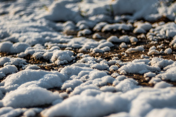 Spring landscape, the last snow in secluded places. Bright sun melts the snow. Green Pine. Deciduous trees without leaves. Melt water from the snow. Yellow last year's grass.