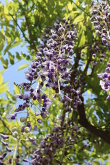 Obraz premium 藤の花